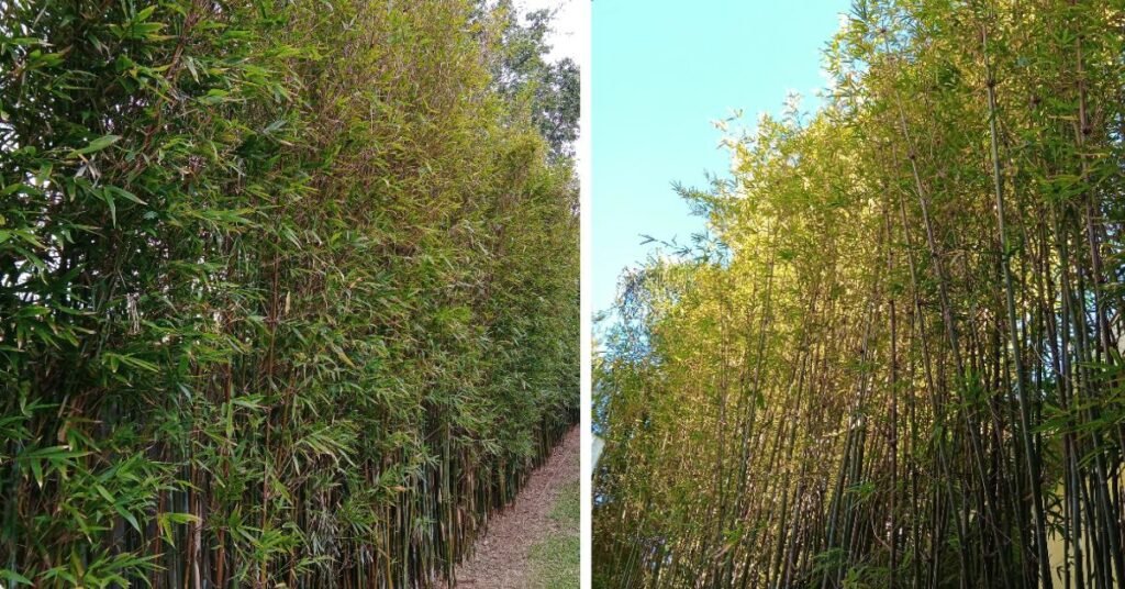 Bamboo Pruning Melbourne
