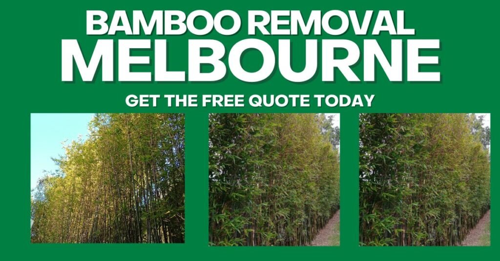 Bamboo Removal Melbourne