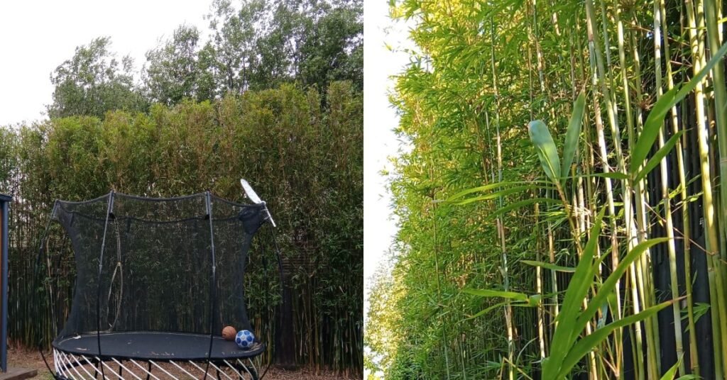 Bamboo Removal Melbourne Cost