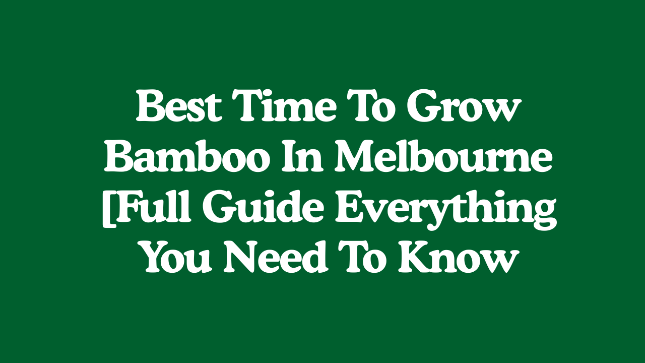 Best Time To Grow Bamboo In Melbourne